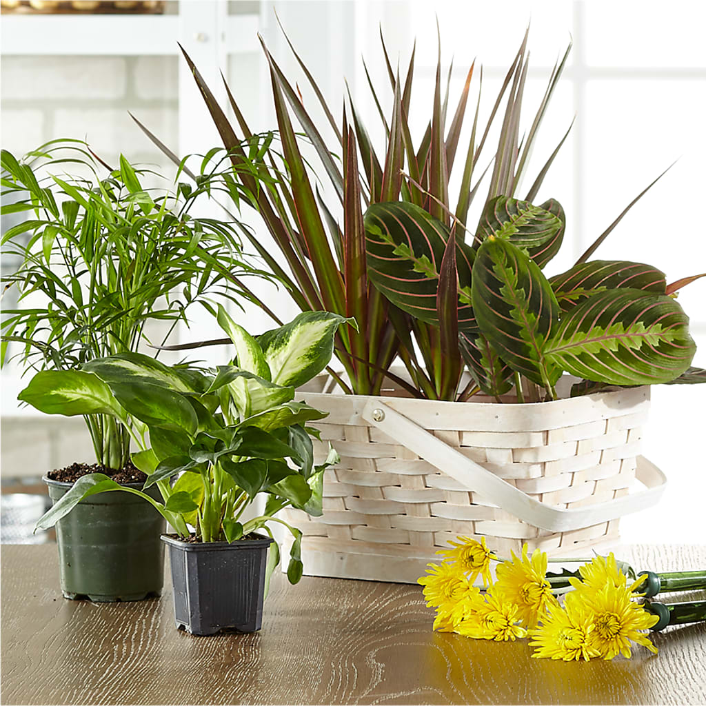 Florist Designed Blooming and Green Plants in a Basket – Bruce Philp Florist, Windsor ON