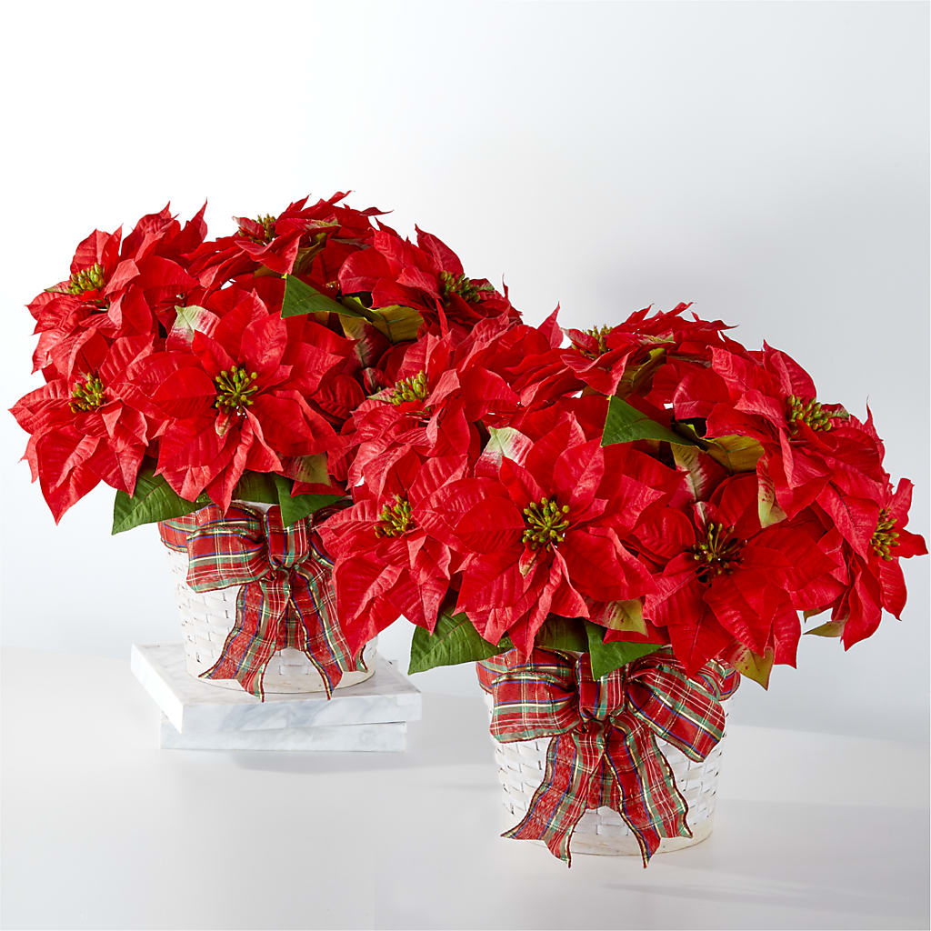 Happiest Holidays Poinsettia Bundle – Bruce Philp Florist, Windsor ON
