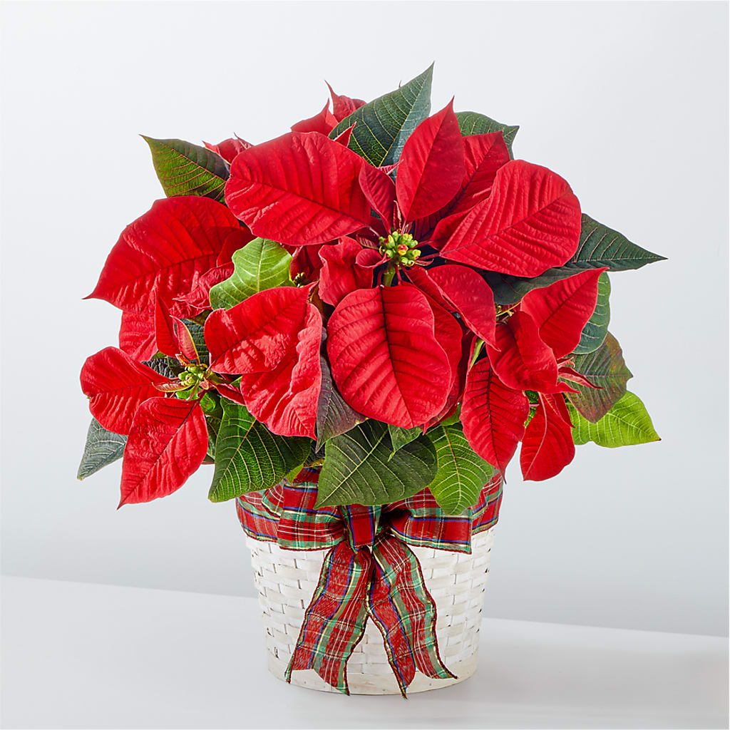 Happiest Holidays Poinsettia – Bruce Philp Florist, Windsor ON