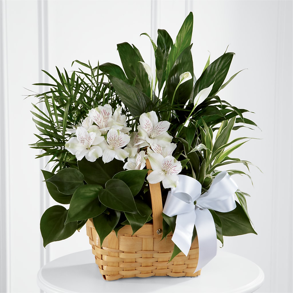 Peace & Serenity Dishgarden – Bruce Philp Florist, Windsor ON