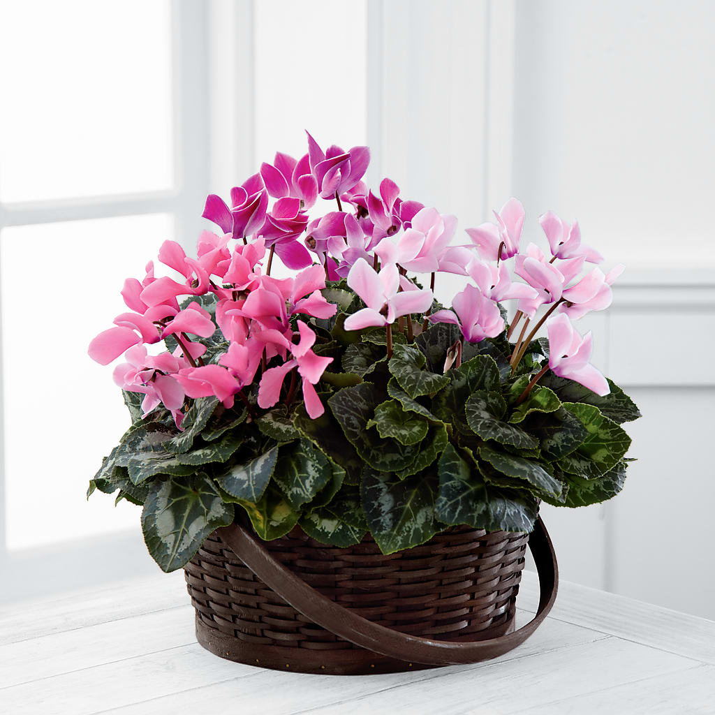 Mixed Cyclamen Planter – Bruce Philp Florist, Windsor ON