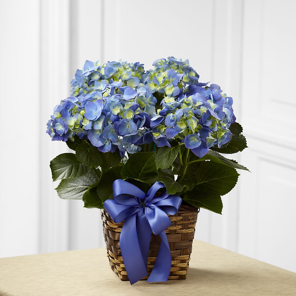 Blue Hydrangea Planter – Bruce Philp Florist, Windsor ON