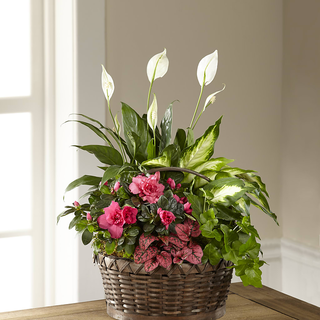 Dream in Pink Dishgarden – Bruce Philp Florist, Windsor ON