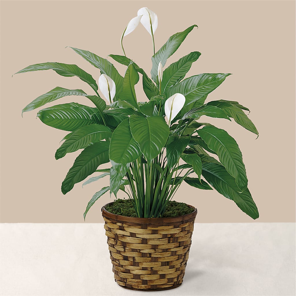 Tranquil Moments Peace Lily Plant – Bruce Philp Florist, Windsor ON