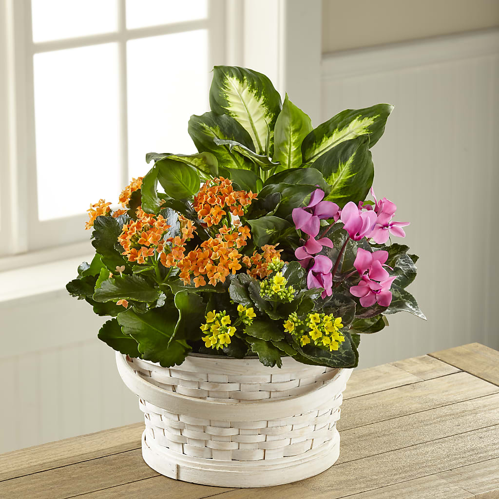 Color Crush Dishgarden – Bruce Philp Florist, Windsor ON