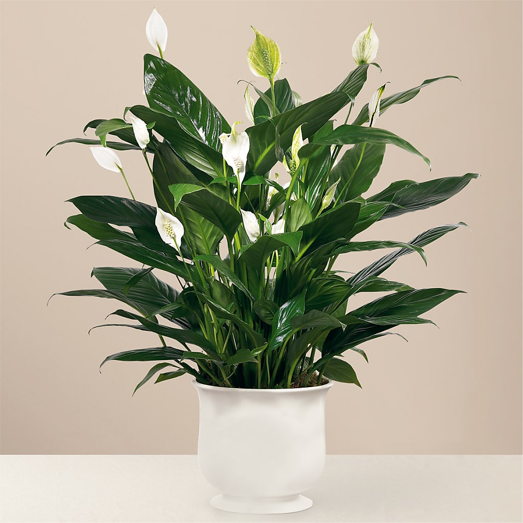 Comfort Planter – Bruce Philp Florist, Windsor ON