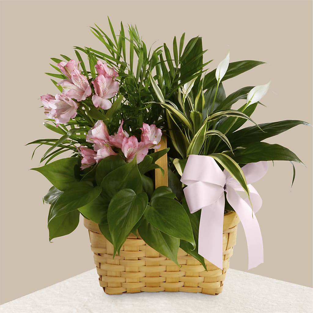 Living Spirit Dishgarden – Bruce Philp Florist, Windsor ON