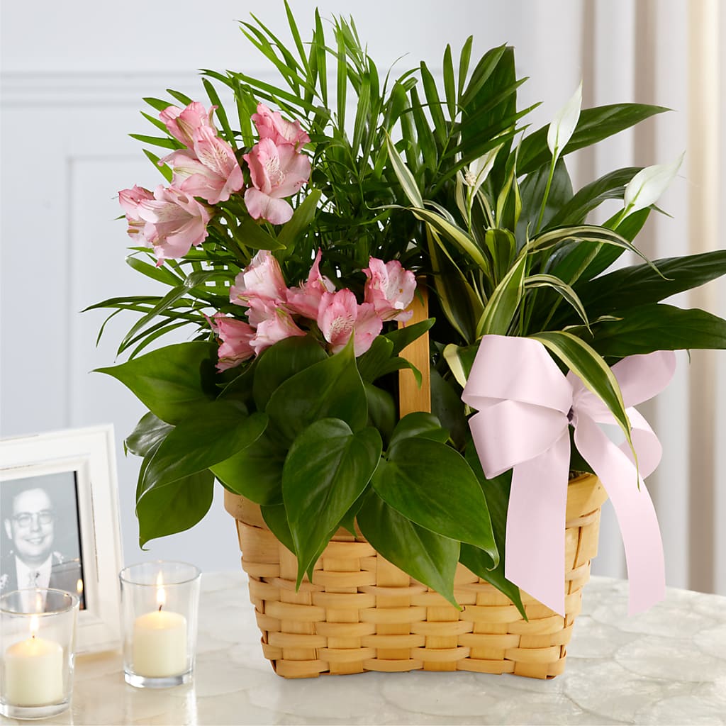 Living Spirit Dishgarden – Bruce Philp Florist, Windsor ON