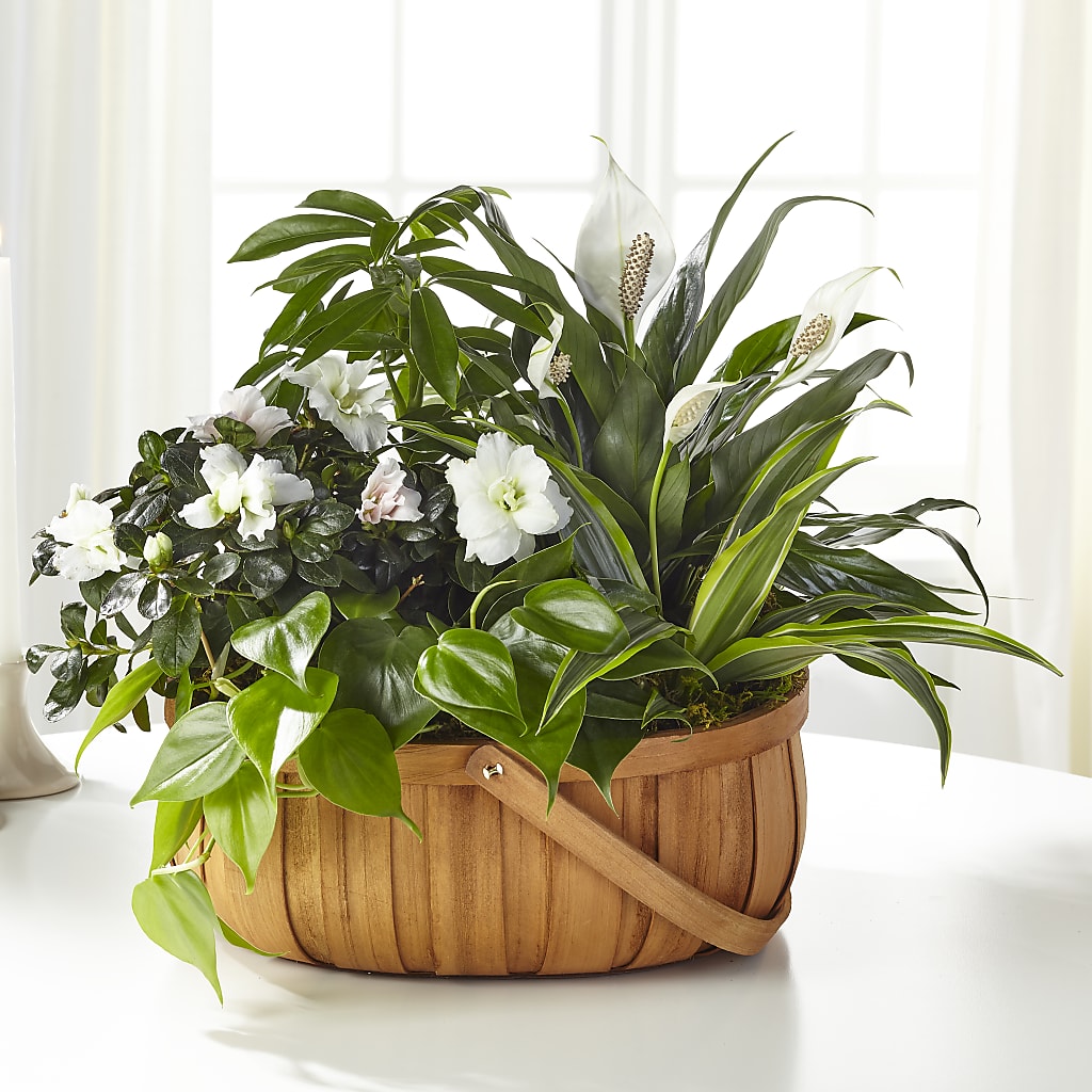 Serene Dishgarden – Bruce Philp Florist, Windsor ON