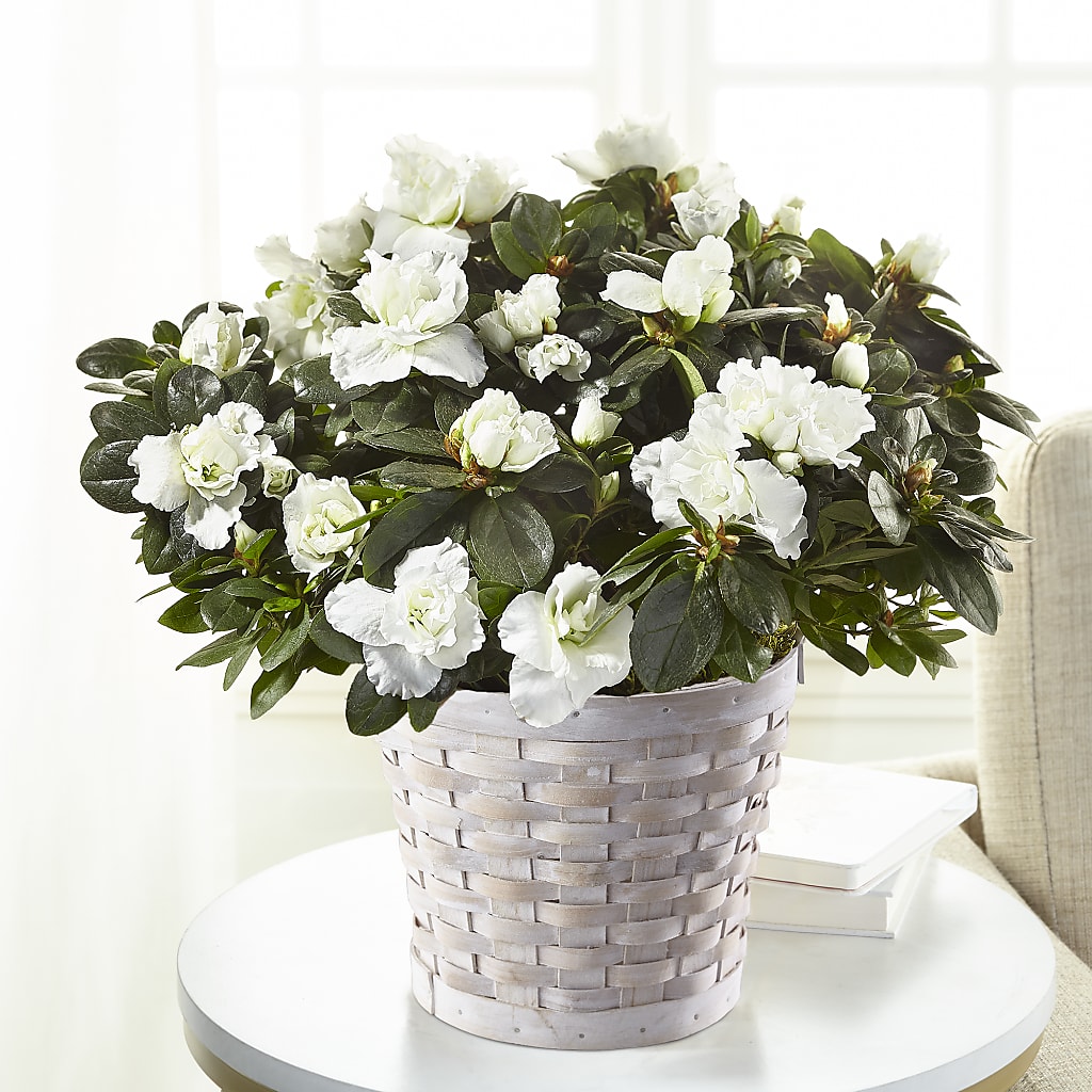 White Azalea Plant – Bruce Philp Florist, Windsor ON