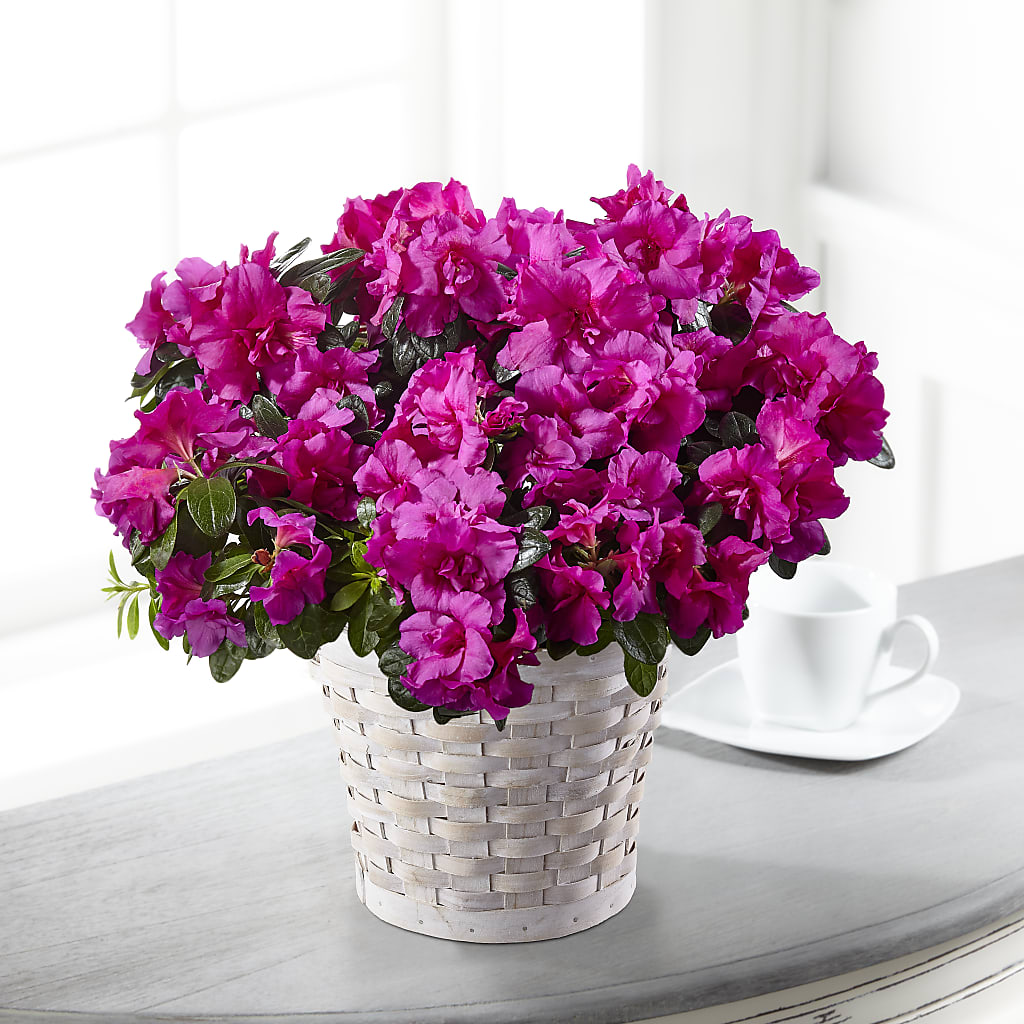 Hope & Serenity Azalea Plant – Bruce Philp Florist, Windsor ON