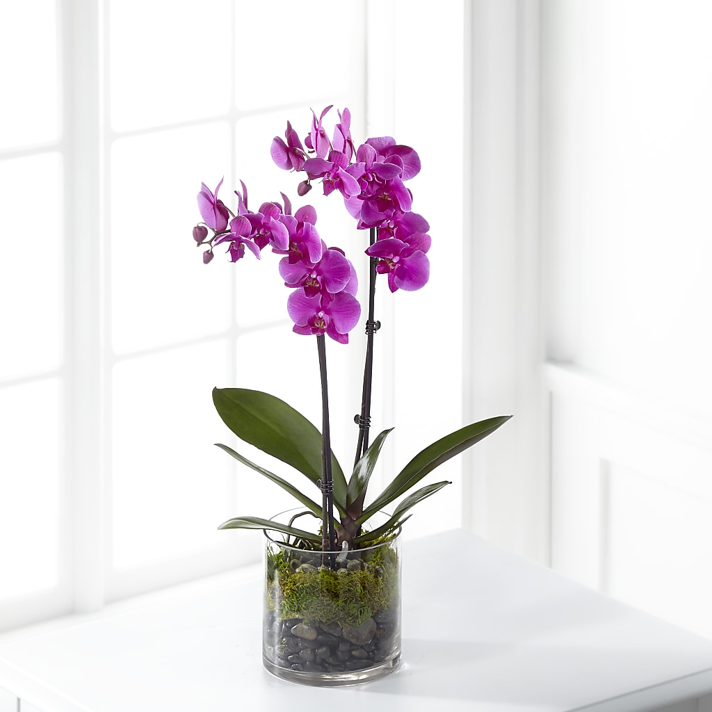 Pink Orchid Plant – Bruce Philp Florist, Windsor ON