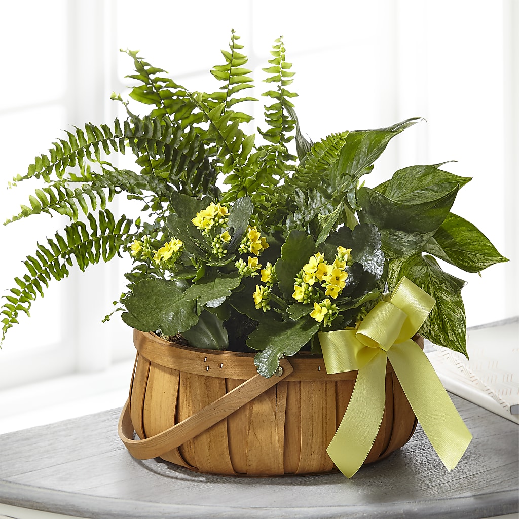 Always Dear Dishgarden – Bruce Philp Florist, Windsor ON