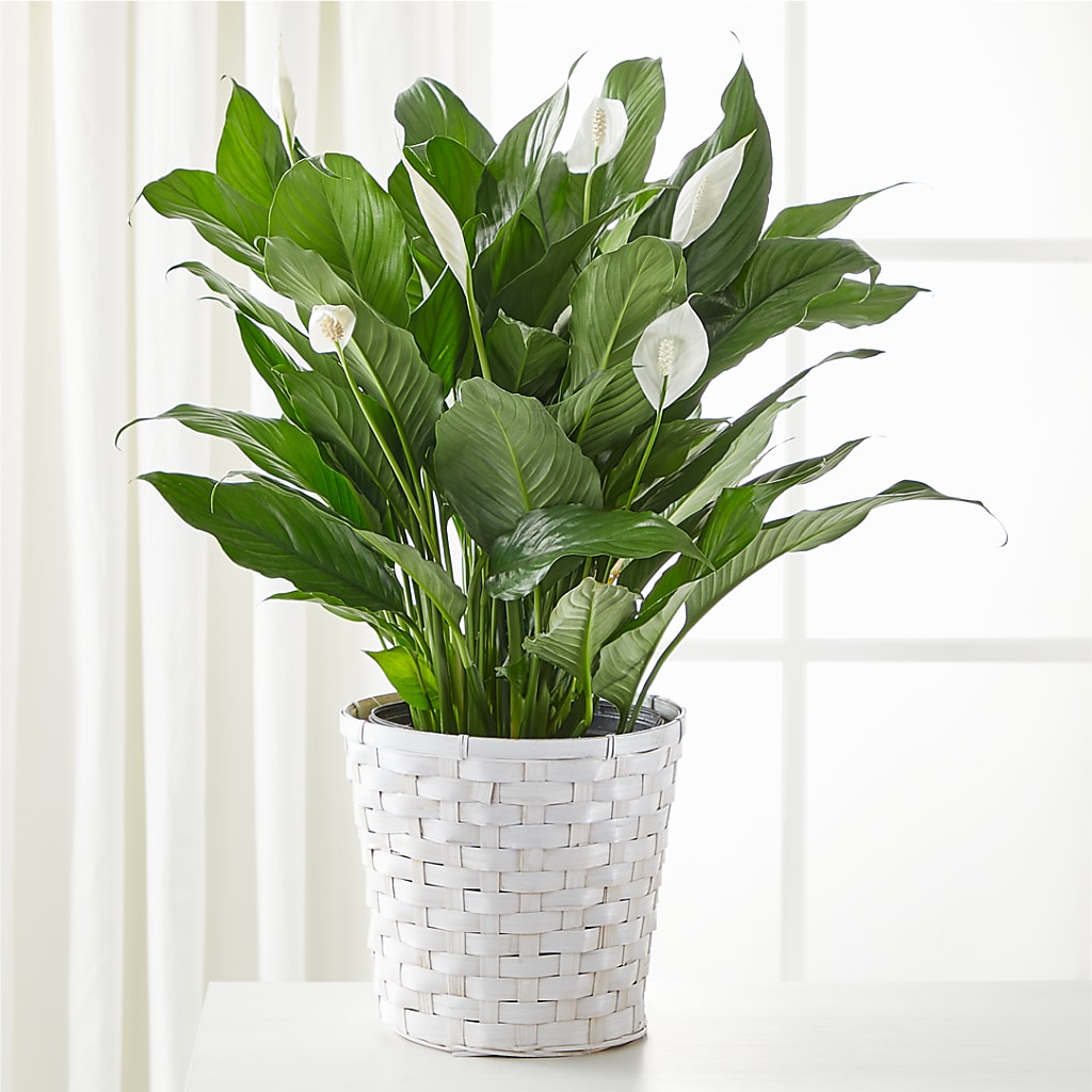 A New Leaf Peace Lily – Bruce Philp Florist, Windsor ON