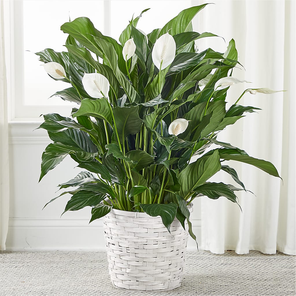A New Leaf Peace Lily – Bruce Philp Florist, Windsor ON