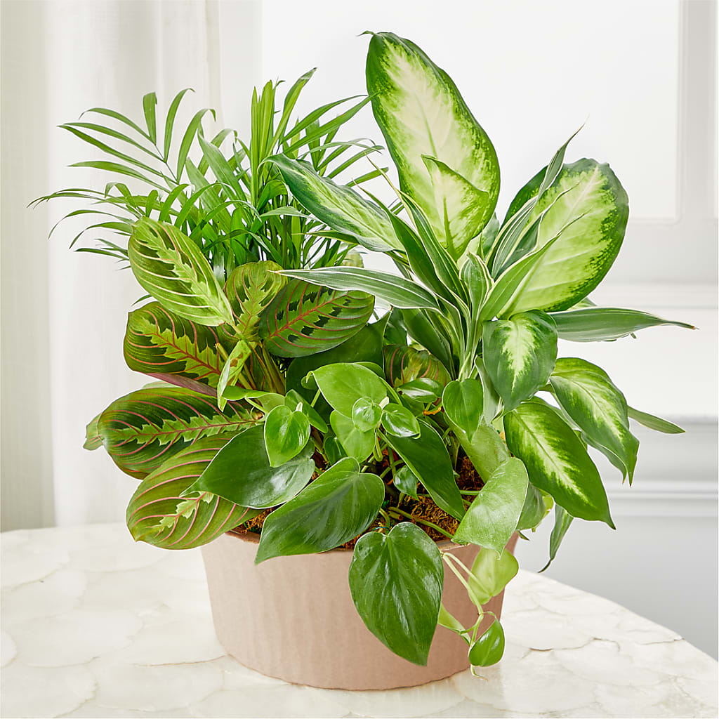 Balance & Harmony Dishgarden – Bruce Philp Florist, Windsor ON