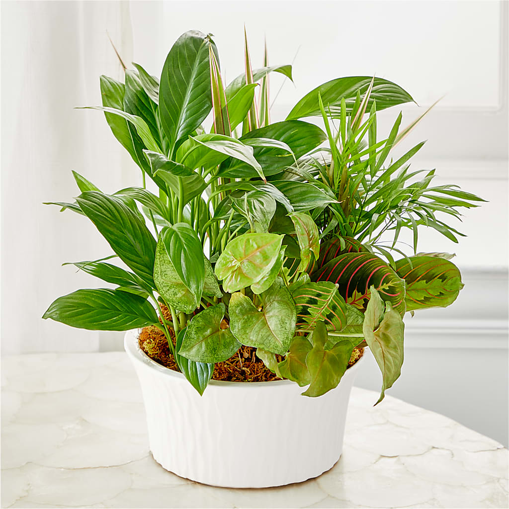 Balance & Harmony Dishgarden – Bruce Philp Florist, Windsor ON