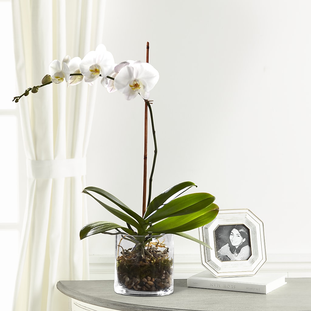 White Orchid Planter – Bruce Philp Florist, Windsor ON