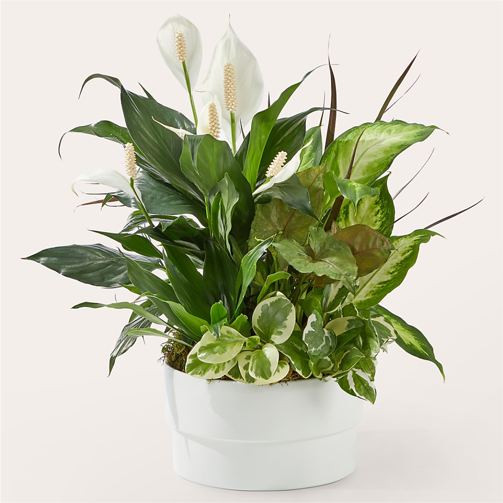 Radiating Positivity Dishgarden – Bruce Philp Florist, Windsor ON