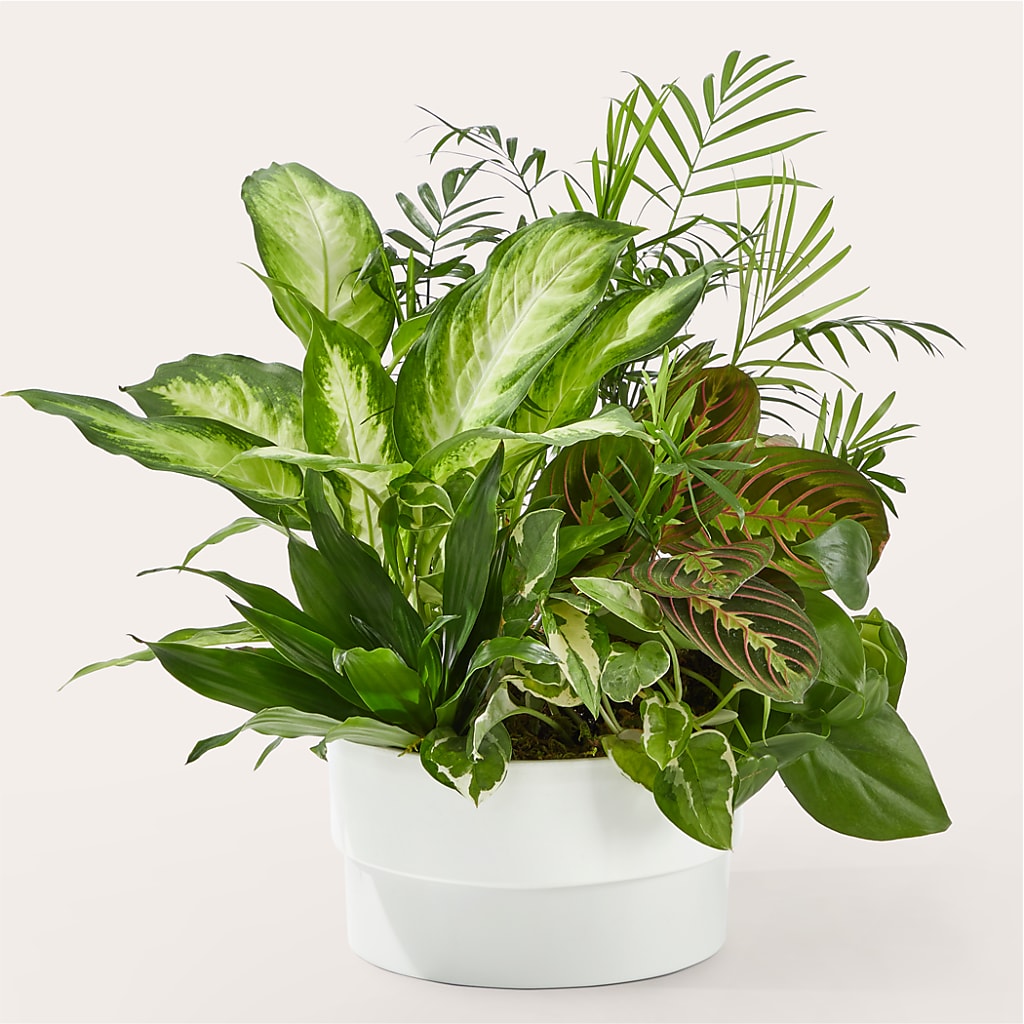 Radiating Positivity Dishgarden – Bruce Philp Florist, Windsor ON