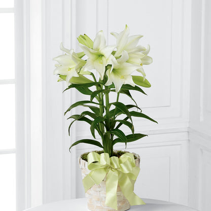 Easter Lily Plant –  Bruce Philp Florist, Windsor ON