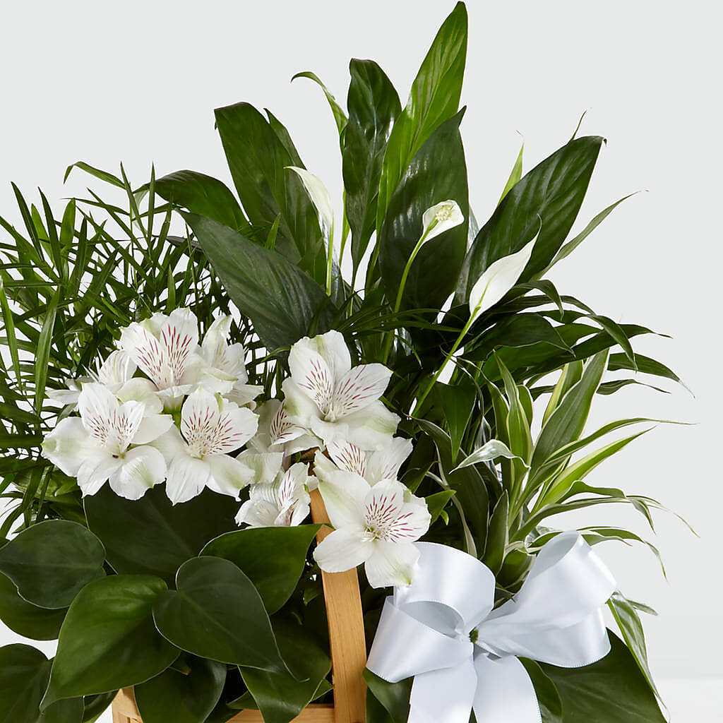 Peace & Serenity Dishgarden –  Bruce Philp Florist, Windsor ON