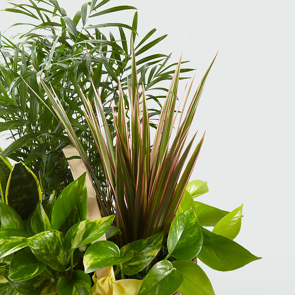 French Garden –  Bruce Philp Florist, Windsor ON