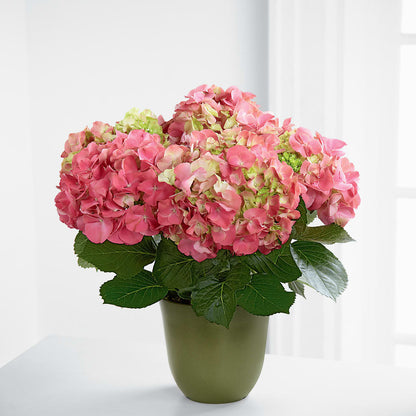 Pink Hydrangea Planter –  Bruce Philp Florist, Windsor ON