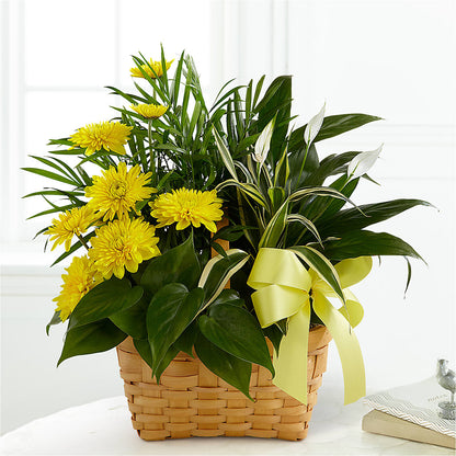 Loving Light Dishgarden –  Bruce Philp Florist, Windsor ON