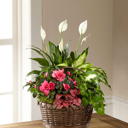 Dream in Pink Dishgarden –  Bruce Philp Florist, Windsor ON