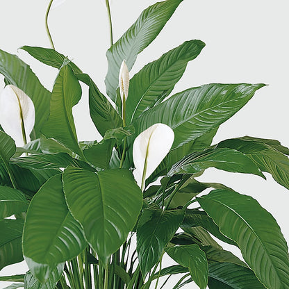 Tranquil Moments Peace Lily Plant –  Bruce Philp Florist, Windsor ON