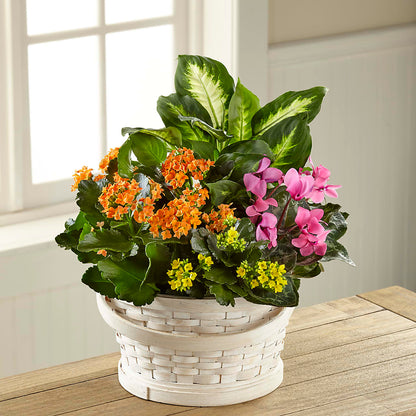 Color Crush Dishgarden –  Bruce Philp Florist, Windsor ON