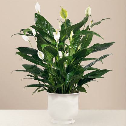 Comfort Planter –  Bruce Philp Florist, Windsor ON