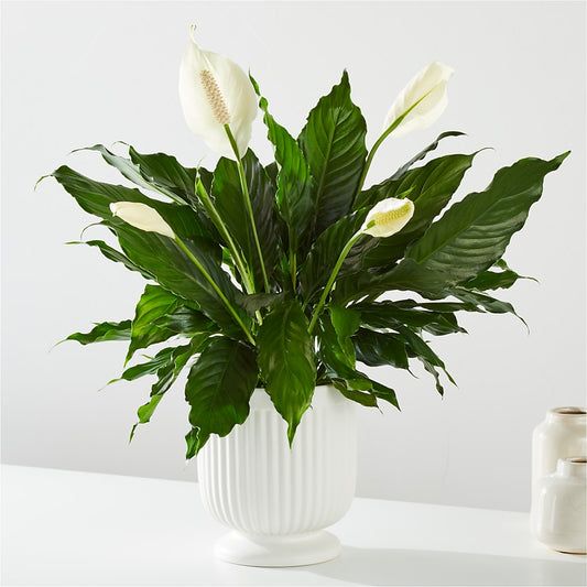 Comfort Planter –  Bruce Philp Florist, Windsor ON