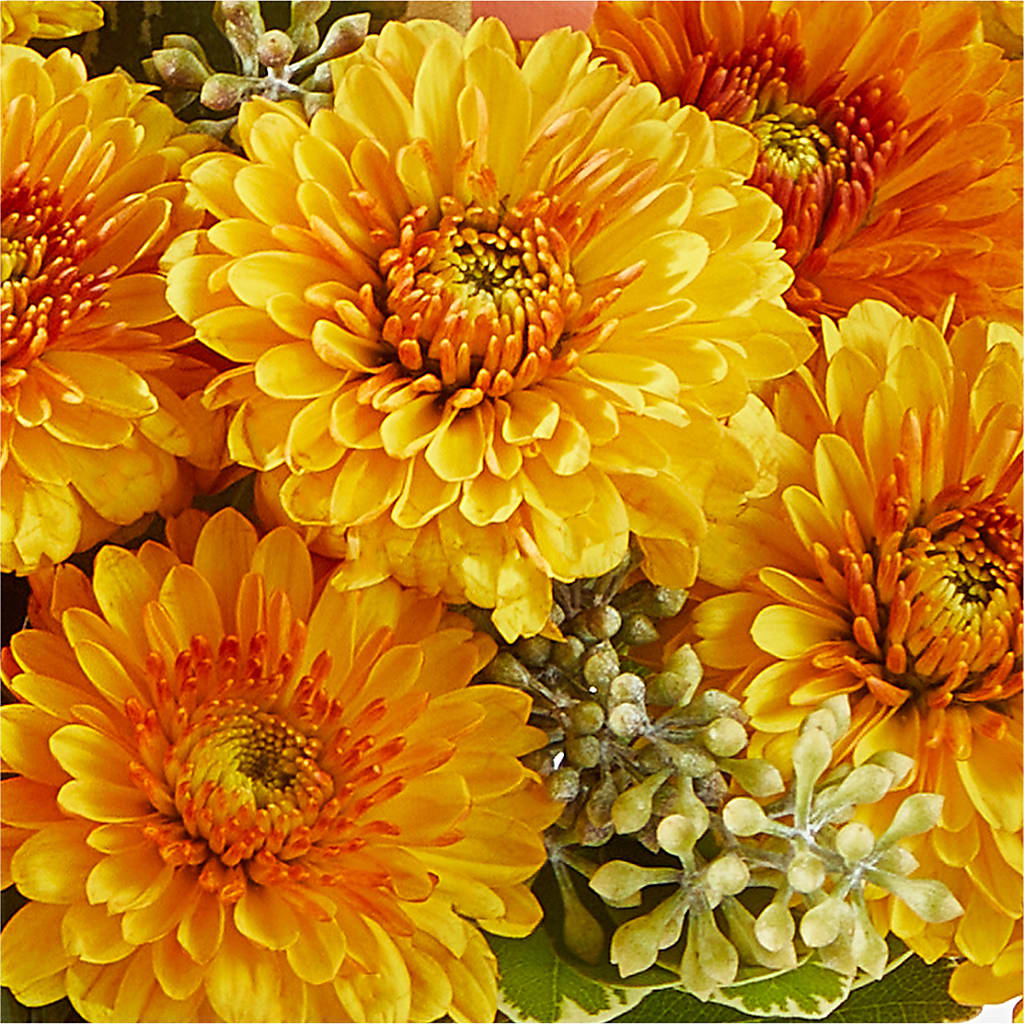 Peachy Pumpkin –  Bruce Philp Florist, Windsor ON