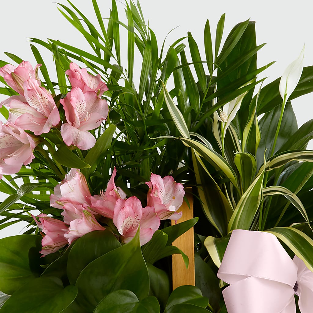 Living Spirit Dishgarden –  Bruce Philp Florist, Windsor ON