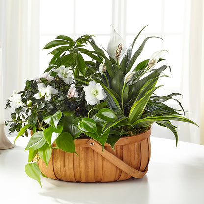Serene Dishgarden –  Bruce Philp Florist, Windsor ON