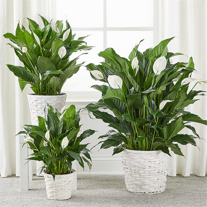 A New Leaf Peace Lily –  Bruce Philp Florist, Windsor ON