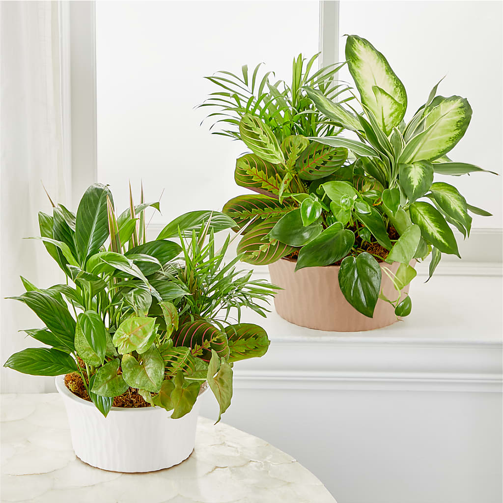 Balance & Harmony Dishgarden –  Bruce Philp Florist, Windsor ON