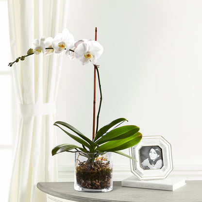 White Orchid Planter –  Bruce Philp Florist, Windsor ON