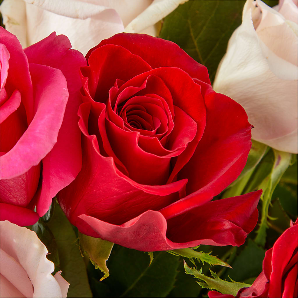 Charming Rose Bouquet –  Bruce Philp Florist, Windsor ON